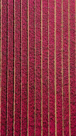 aerial view of a red flower field