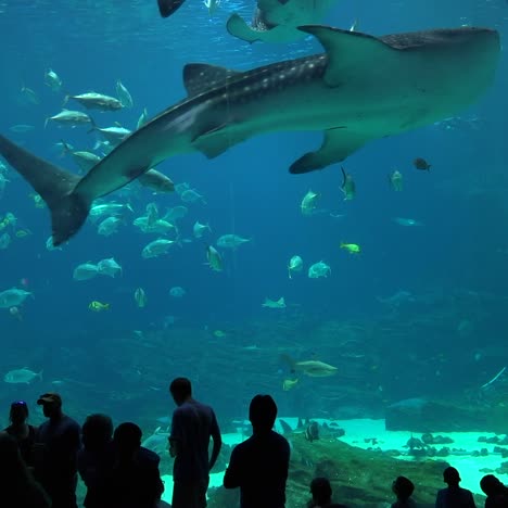 Besucher-Stehen-Vor-Einem-Riesigen-Unterwassertank-Voller-Fischhaie-Und-Mantarochen-In-Einem-Aquarium-3