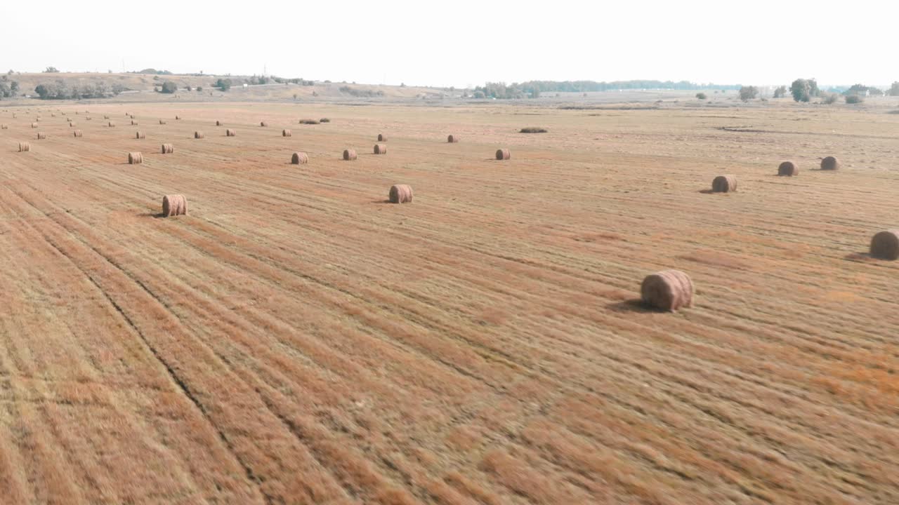 Field with haystacks. Haystacks on sloping field. Harvesting in countryside. Rolled hay bales on agriculture field. Agribusiness concept