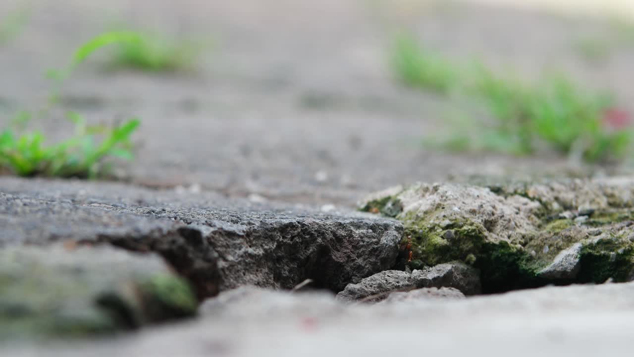 group of red ants on the rocks