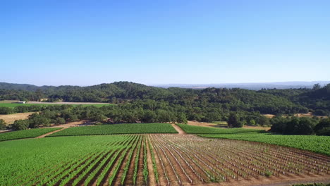 Una-Antena-Sobre-Vastas-Hileras-De-Viñedos-En-El-Condado-De-Sonoma-En-El-Norte-De-California-1