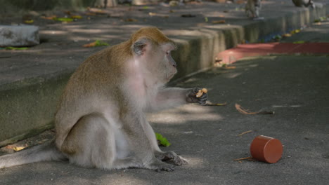 wild monkey eating food on city street in asia, songkhla thailand