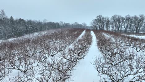 Aerial-shot-of-a-peach-orchard