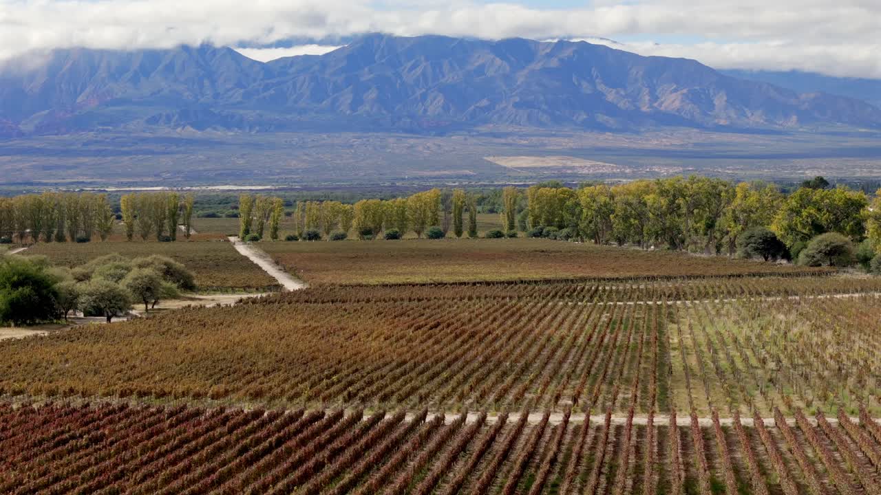 Una impresionante vista aérea captura viñedos que se extienden hasta el horizonte con el telón de fondo de la imponente Cordillera de los Andes en Cafayate, Salta, Argentina