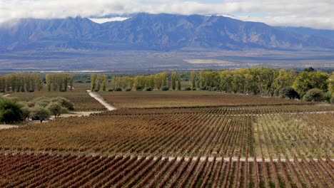 Una-Impresionante-Vista-Aérea-Captura-Viñedos-Que-Se-Extienden-Hasta-El-Horizonte-Con-El-Telón-De-Fondo-De-Las-Imponentes-Montañas-De-Los-Andes-En-Cafayate,-Salta,-Argentina.