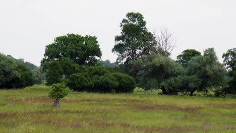 Eine-Blühende-Biodiversitätswiese