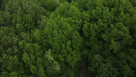 Dense-Thicket-In-Big-Cypress-Tree-State-Park-In-Weakley-County,-Tennessee,-United-States