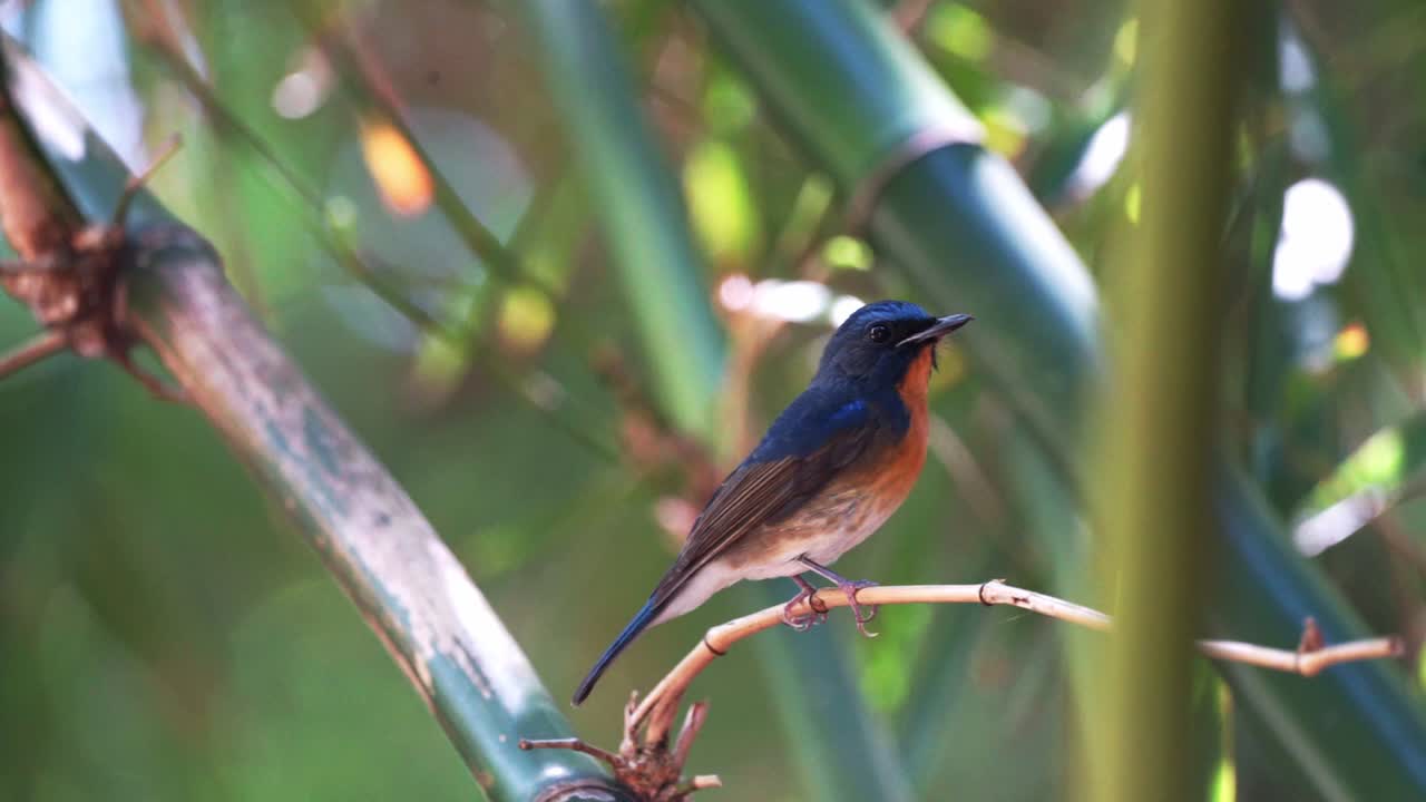 A migrant Chinese-blue flycatcher perching on the bamboo twig and displaying its vibrant blue and orange color out in the open. a beautiful contrast with the green surroundings