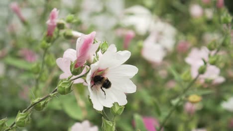 SLOWMO---Bumblebee-gathering-pollen-of-xxx-flower