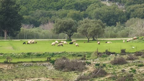 Sheep-grazing-on-green-and-luscious-grass,-Greece