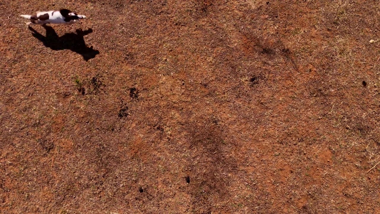 Drone overhead captures energetic dog chasing a ball in open field