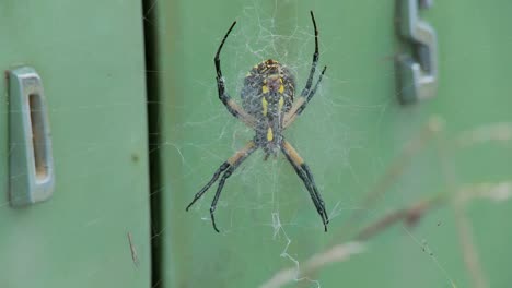 A-spider-has-taken-up-residence-with-an-old-Ford-Edsel-in-a-field-1