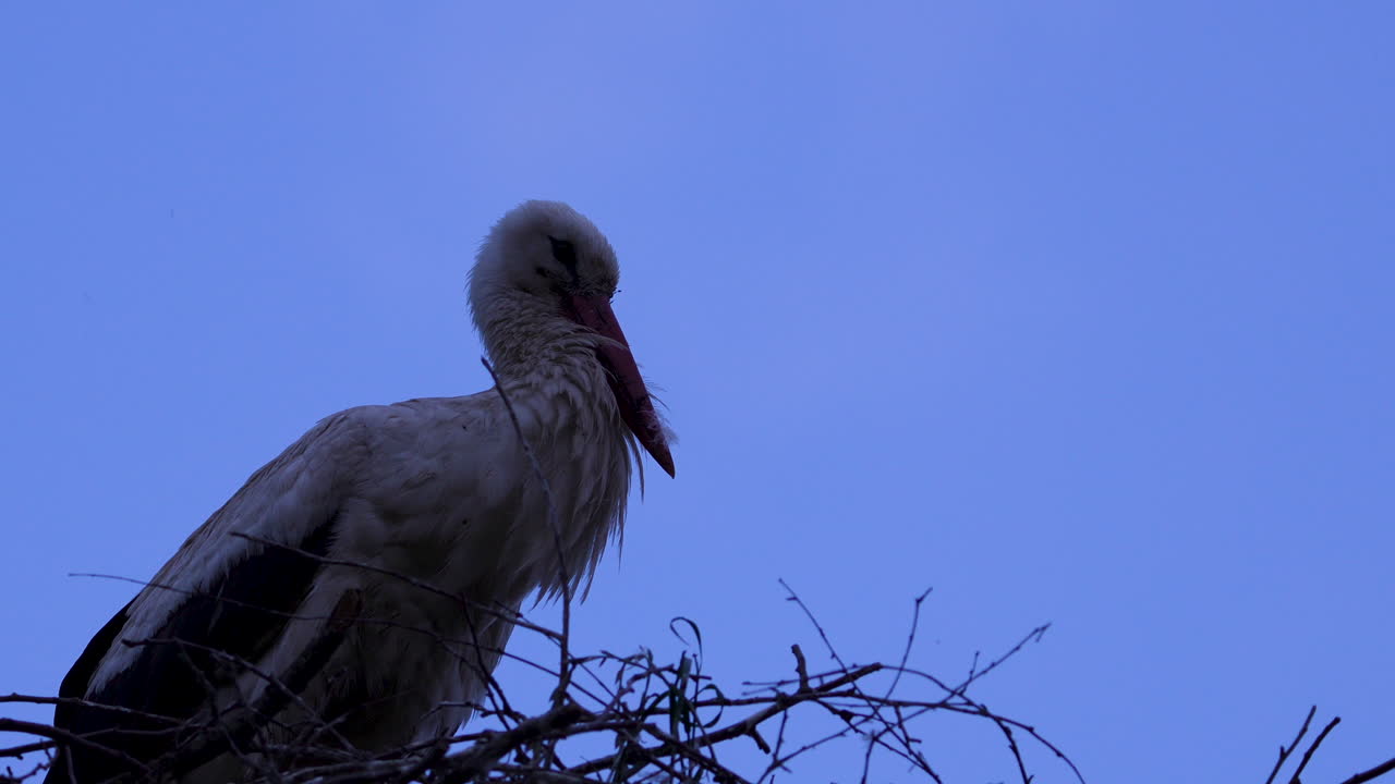 Close-up of a stork resting in its nest under a deep blue sky, shot at sunset.