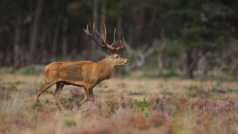 red deer stag walking in glade with muddy coat