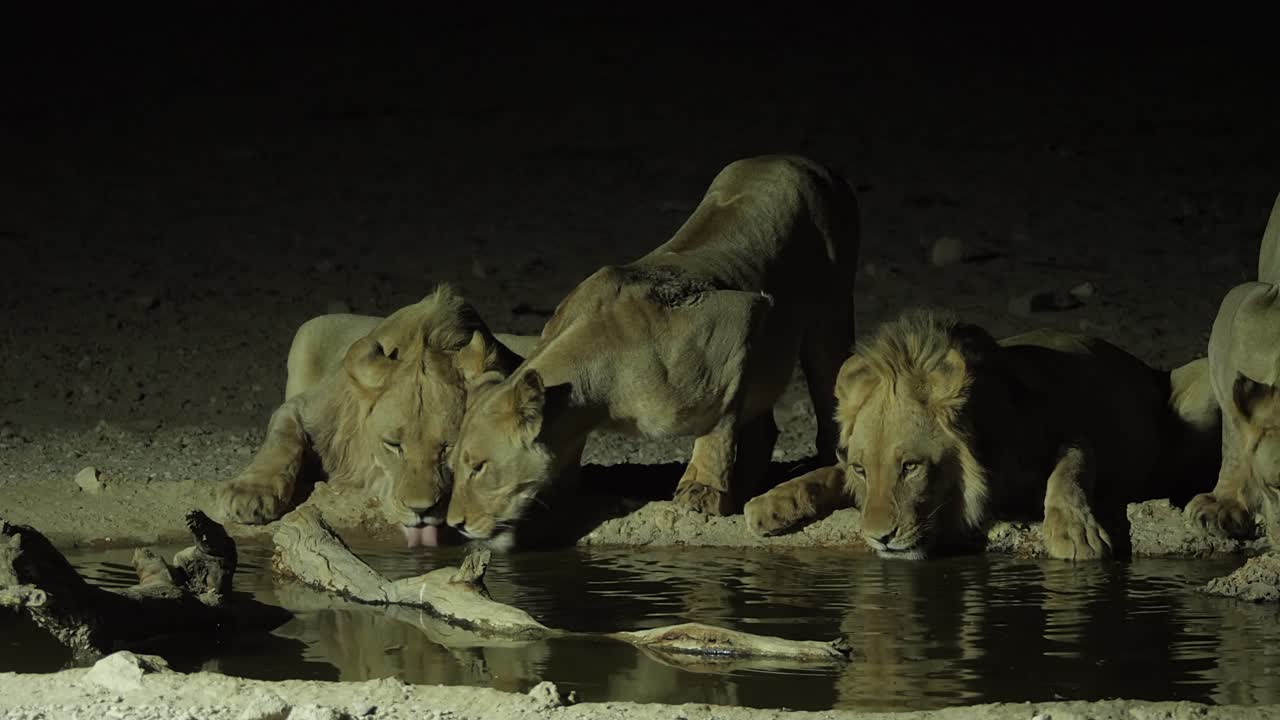 Lion pride drinks from a small watering hole at night, static, wide shot.