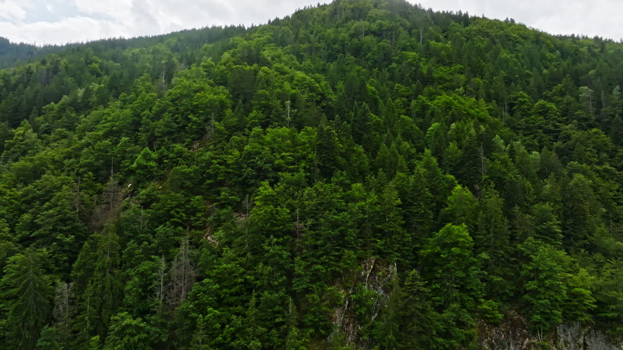 Aerial view rising over lush green forest on the side of a mountain in the Alps