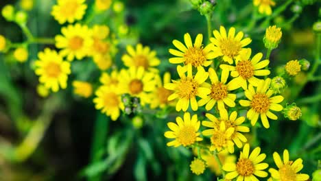 hacer zoom en las flores amarillas