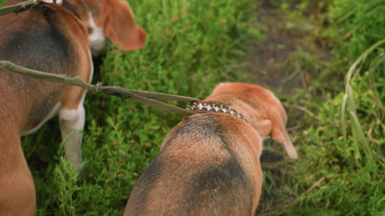 cerca de dos perros en correa caminando por un camino de tierra en tierras de cultivo cubiertas de hierba, ambos perros están explorando el entorno mientras agitan las colas, con el fondo con hierba verde vibrante