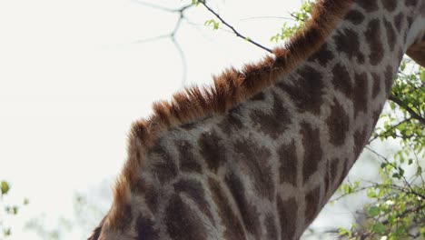 Red-billed-oxpeckers-on-the-back-of-a-giraffe-in-Africa