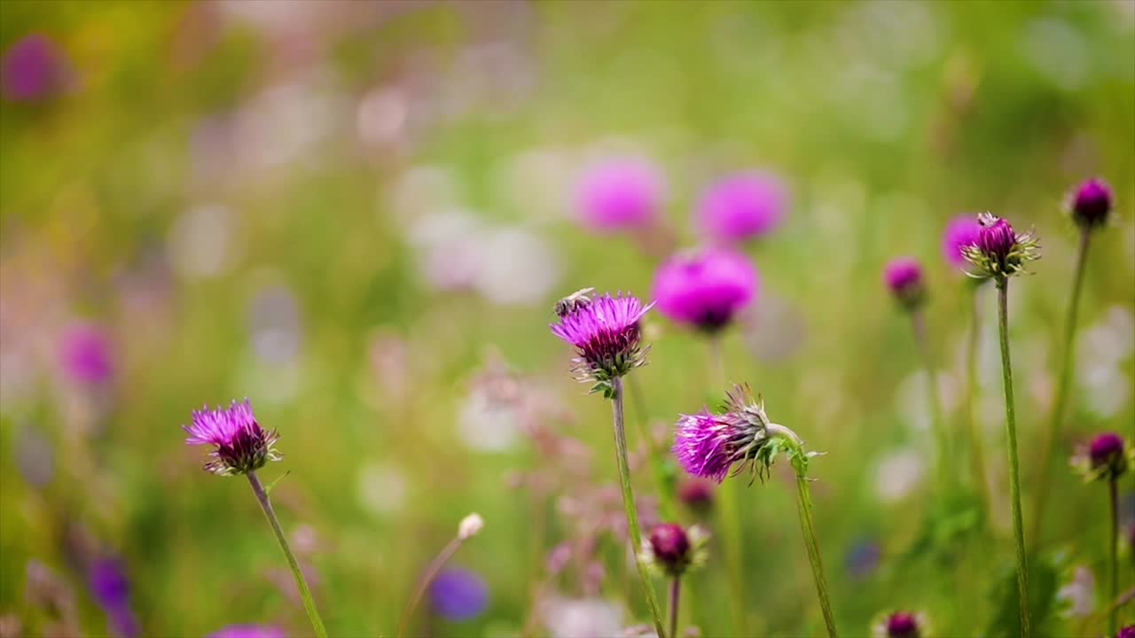la avispa recoge el néctar de las flores del cardo lechoso en los prados alpinos.