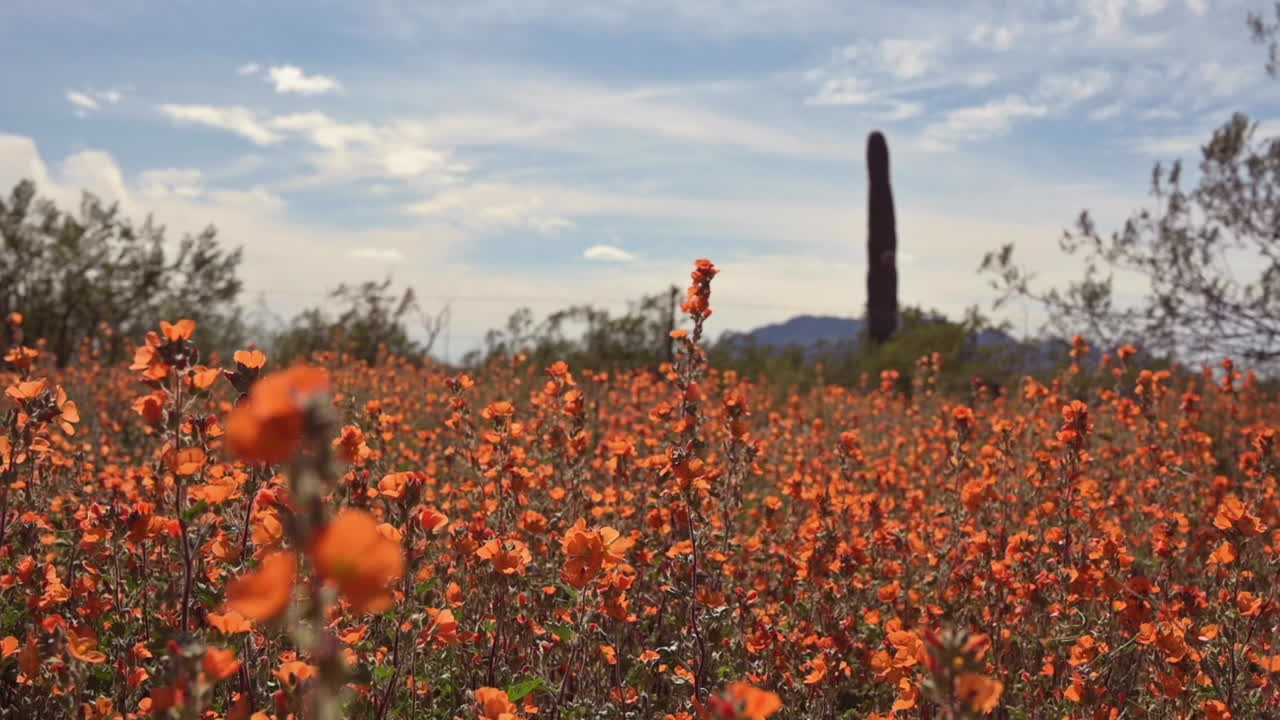 Splendido paesaggio naturale di fiori selvatici arancioni in Arizona che ondeggiano al vento in una giornata di sole - Slow Motion.