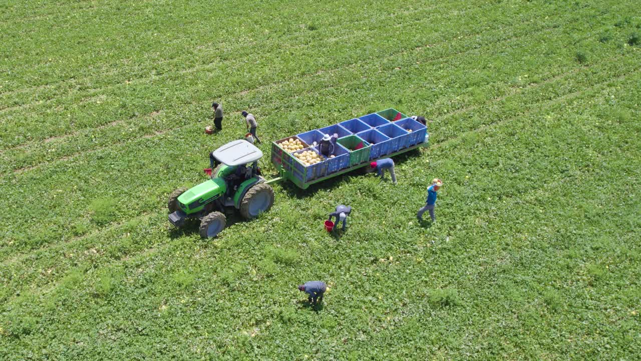 이스라엘 sdot negev에서 멜론 수확의 틸트 샷