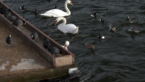 varios cisnes y fochas peleando por comida en un lago