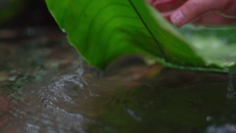 freshly picked banana leaves being cleaned with water to be used as food plate, traditional survival tip