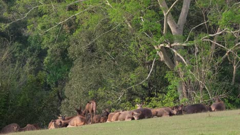 herd resting on the grass then suddenly a female stands, scratches running around towards the right, sambar deer, rusa unicolor, phu khiao wildlife sanctuary, thailand