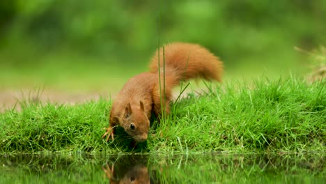 red squirrel drinking at a pond