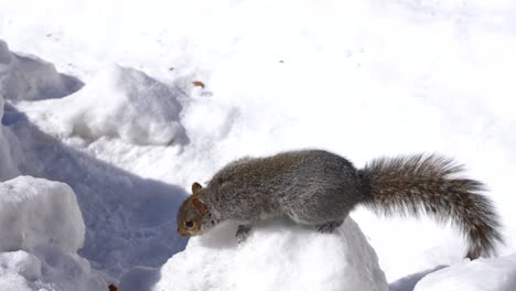 curious squirrel searches snow ground for food