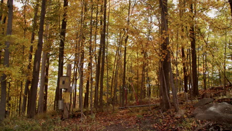 sunny autumn day at the mountain with colored leaves