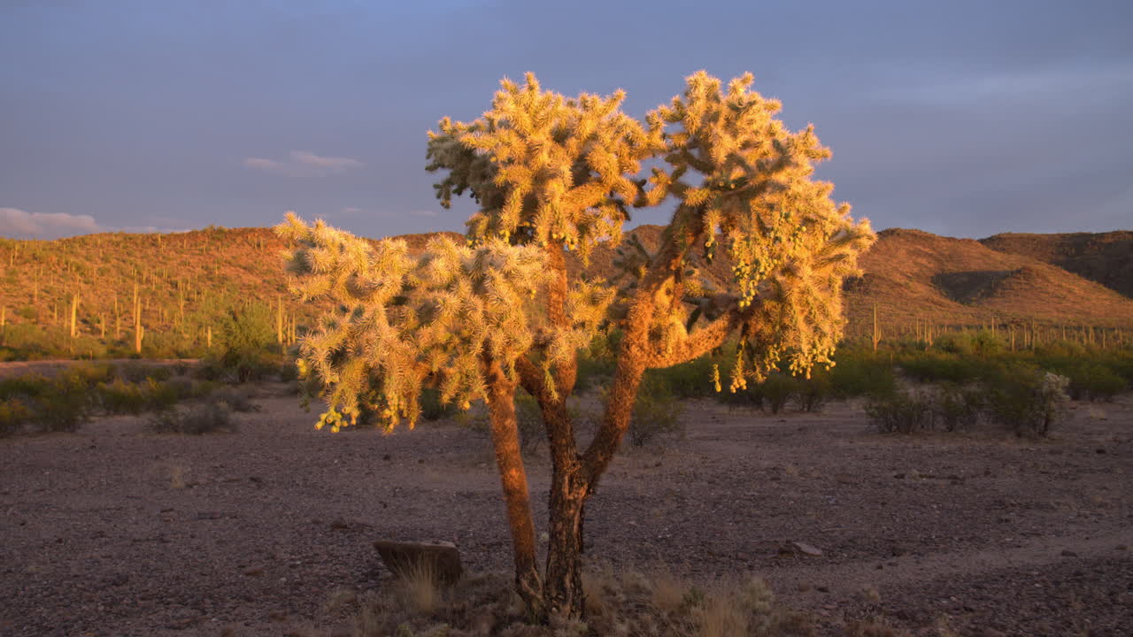saltando cholla visto durante la puesta de sol en el sur de arizona