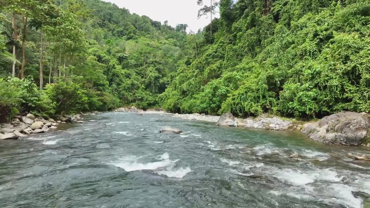Volando controcorrente lungo il fiume incontaminato Leuser a Sumatra, Indonesia. L'acqua cristallina scorre impetuosa su piccole rapide e tratti rocciosi mentre il drone scivola appena sopra il fiume, rivelando la natura incontaminata
