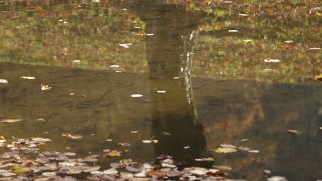 Reflejo-Del-árbol-De-Otoño-En-El-Agua-Con