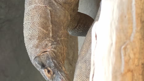 Asian monitor lizard native to south and southeast 4k 2025 08 04 04 06 47 utc.mov | animal, asia, asian, background