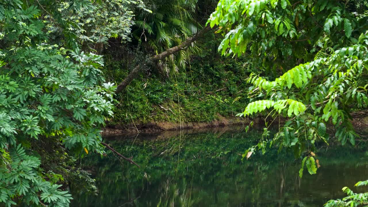 Aerial footage captures vibrant green rainforest canopy over a tranquil creek, highlighting natural beauty and peaceful environment