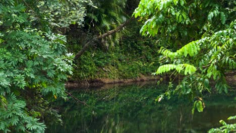 aerial footage captures vibrant green rainforest canopy over a tranquil creek, highlighting natural beauty and peaceful environment