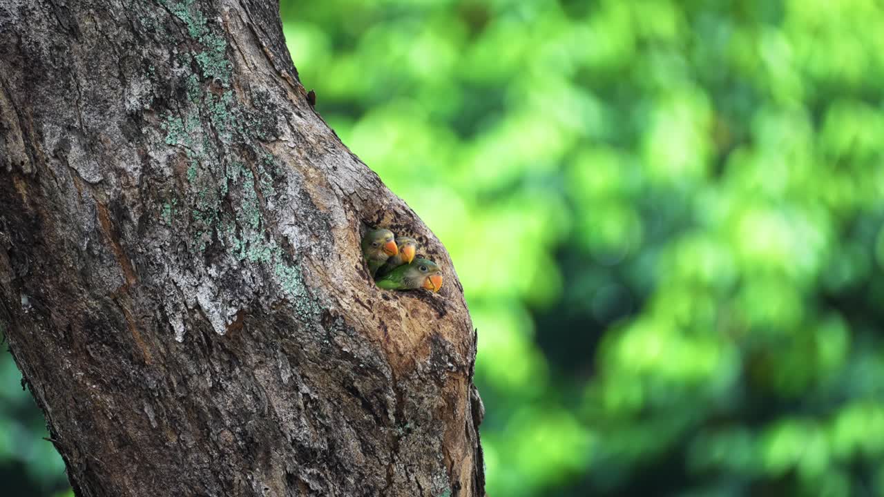 Baby Mustache Parakeets In The Tree Nest Hole. Selective Focus Shot