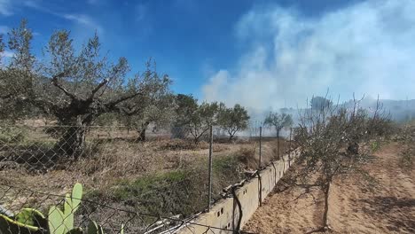 sale humo al quemar la poda de las aceitunas