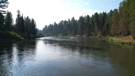 an-aerial-drone-shot-of-a-beautiful-river-in-the-moutons-with-pine-trees-all-around-and-the-drone-passes-a-small-group-of-pelicans