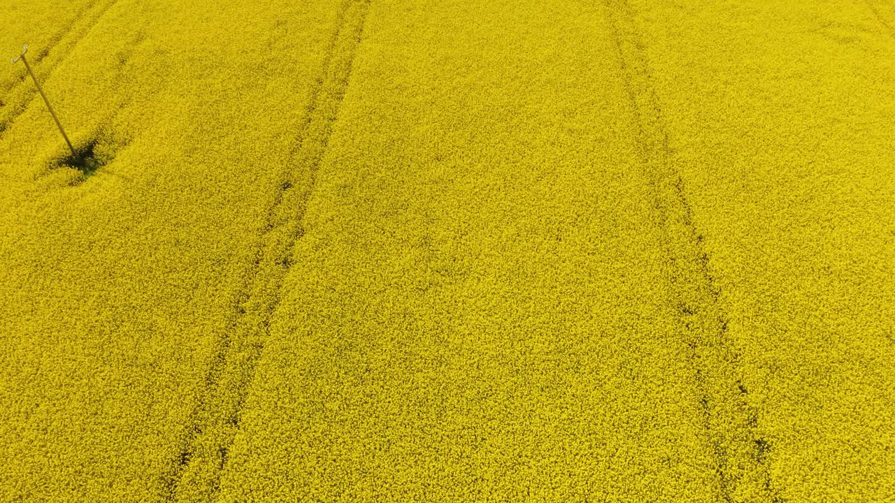 Bright yellow rapeseed field with faint tractor tracks in County Meath Ireland