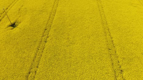 bright yellow rapeseed field with faint tractor tracks in county meath ireland