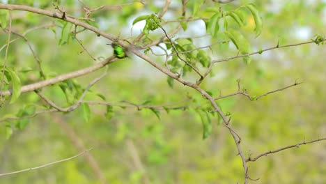 colibrí de esmeralda de cola azul vista de bajo ángulo mientras mira y flota en el aire