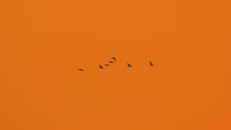 bandada de aves migratorias de garza volando a través del cielo claro tropical de color naranja dorado