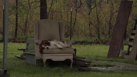 Dog-Sleeping-on-a-Chair-Outside