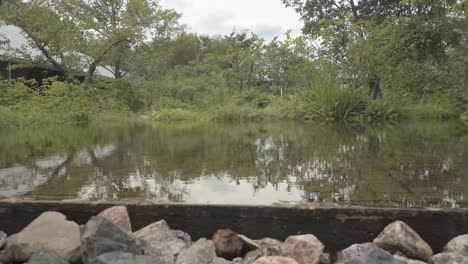 Walking-past-a-peaceful-pond-in-a-green-garden