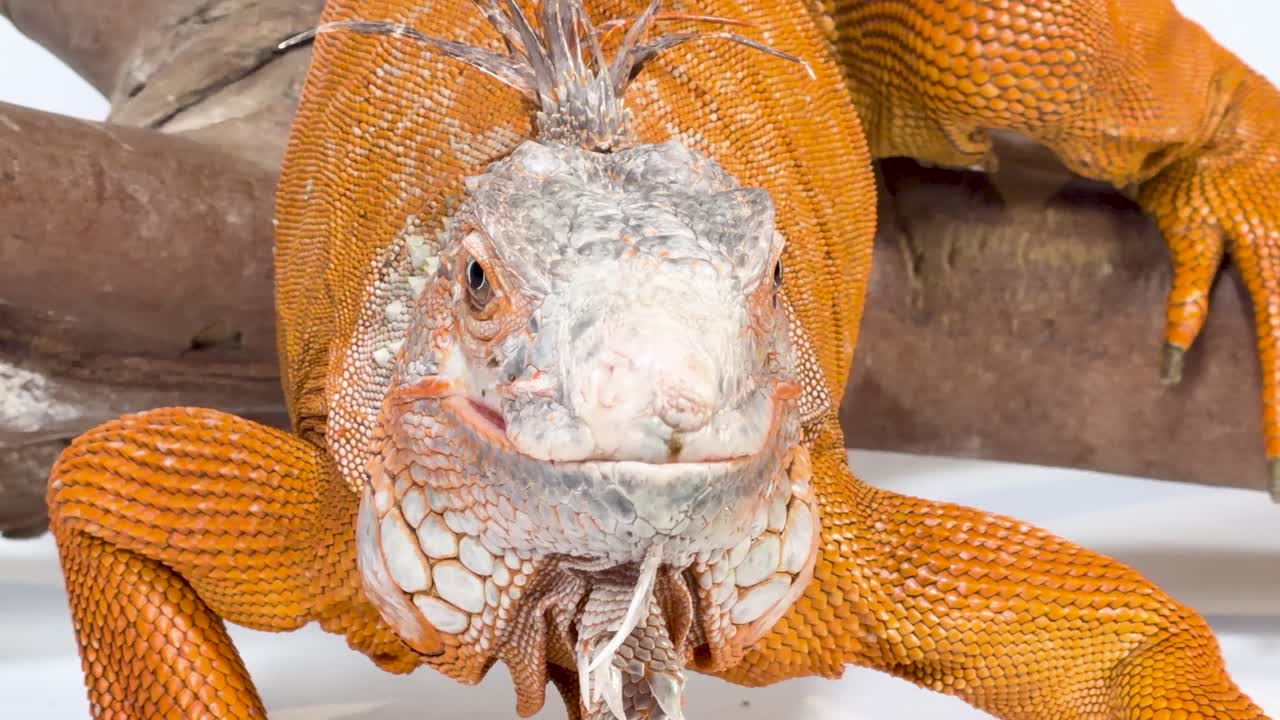 A person's hand gently strokes the head of a vibrant orange iguana resting on wood