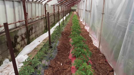 poor man's green house with young tomato plants being grown and care for