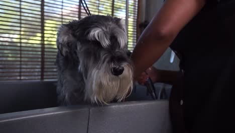 Miniature-Schnauzer-gets-shower-washed-by-dog-groomer,-up-shot